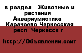  в раздел : Животные и растения » Аквариумистика . Карачаево-Черкесская респ.,Черкесск г.
